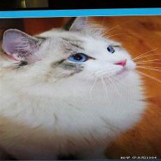海猫cos妹红